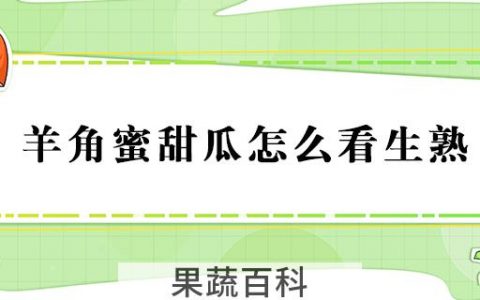 羊角蜜甜瓜怎么看生熟