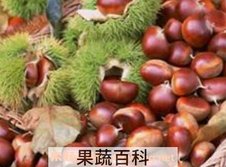  栗子如何保存 生栗子怎么保存时间长