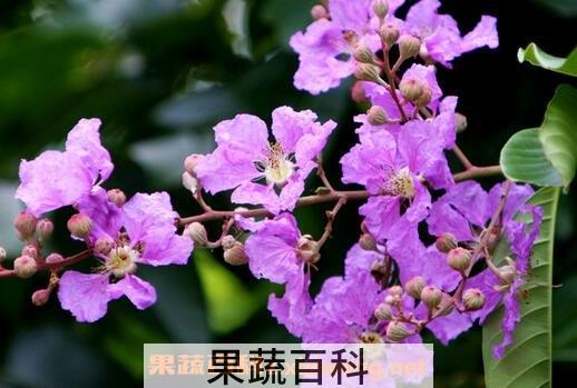 丁香花的营养价值