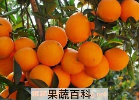 吃脐橙上火吗 脐橙煮着吃有什么好处