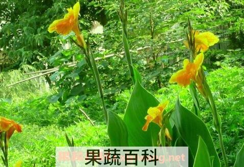 芭蕉花的药用价值