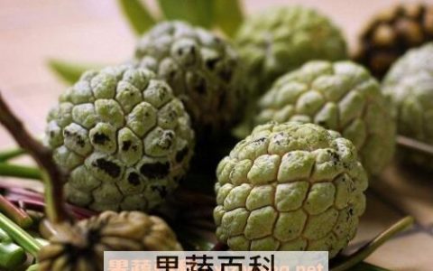 释迦果怎么看熟了没有 释迦果怎么看熟没熟释迦果怎么催熟