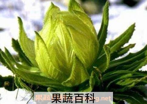 雪莲花的食用方法与功效