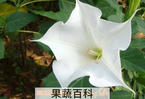 曼陀罗花的药用功效与禁忌