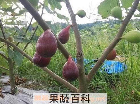 无花果怎么吃最好 吃无花果的禁忌