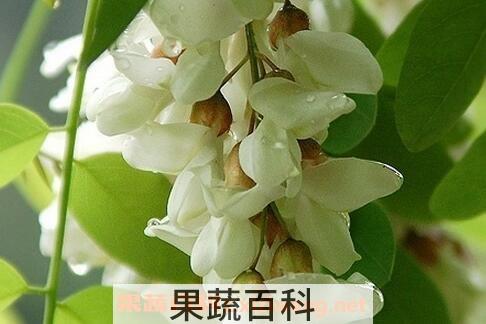 槐花的神奇功效有哪些
