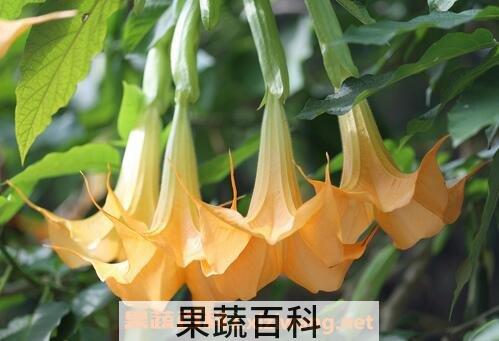 曼陀罗花的功效与作用