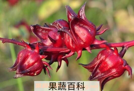 洛神花泡水喝的功效与作用