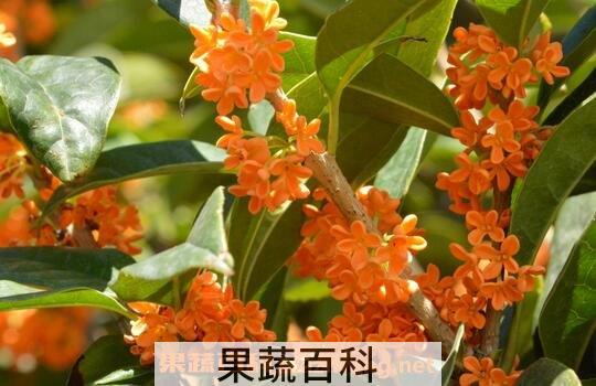 桂花的保健功效与作用