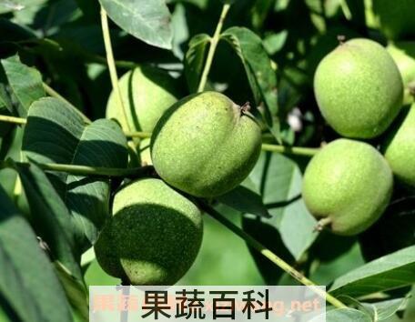 核桃皮的功效与作用 核桃皮能治什么病