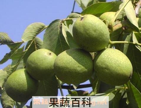 核桃皮的功效与作用 核桃皮能治什么病