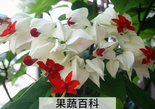 果蔬百科九龙吐珠的功效与作用