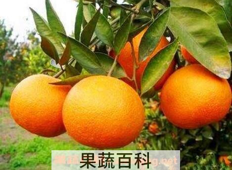 吃橘子上火吗 怎么吃橘子不上火