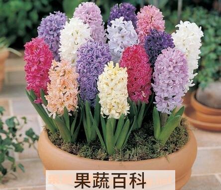 风信子的养殖方法
