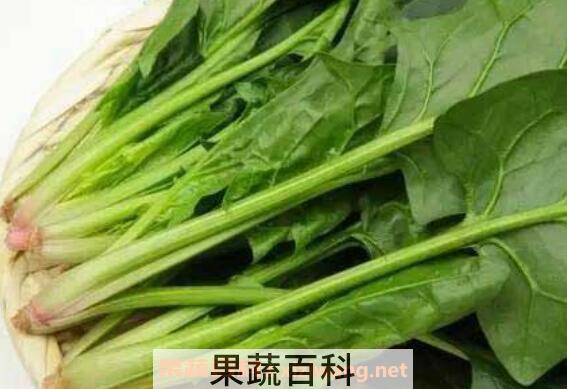 夜盲症吃什么好 适合夜盲症吃的食物