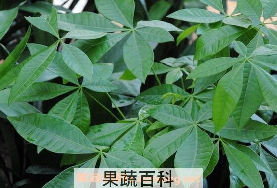 发财树落叶怎么办 
