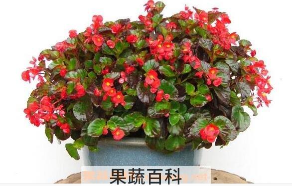 四季海棠的养殖方法与注意事项