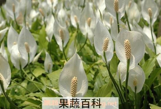 一帆风顺的养殖方法与注意事项