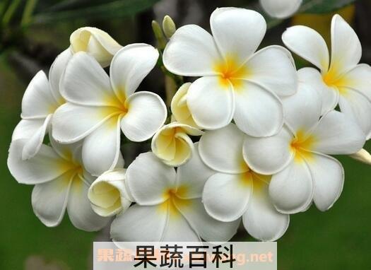 鸡蛋花的养殖方法与注意事项