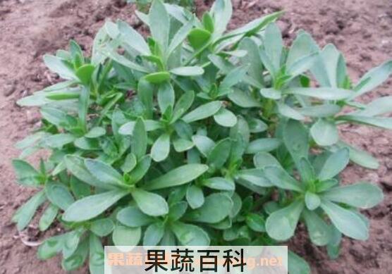 救心菜怎么吃 救心菜怎么做好吃