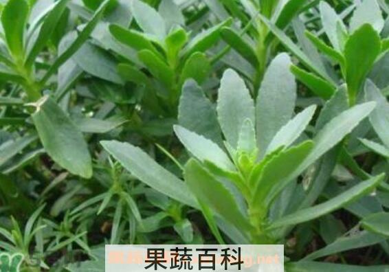 救心菜怎么吃 救心菜怎么做好吃