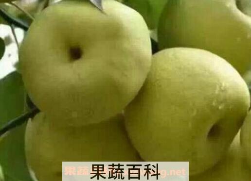 冰糖蒸酥梨的功效与作用