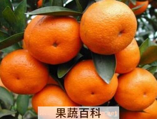 南丰桔和沙糖桔的区别 怎么挑选沙糖桔