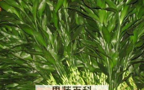 富贵竹叶子发黄怎么办?教你几招轻松应对! 富贵竹叶子发黄怎么回事,如何补救?