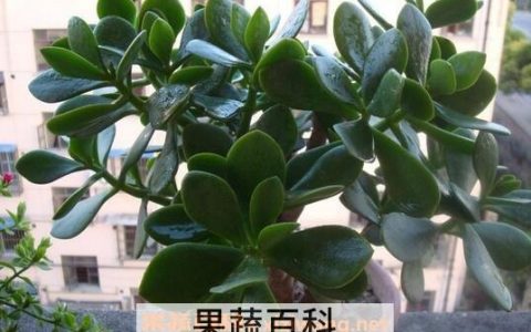养殖玉树的方法技巧和注意事项有哪些 养殖玉树的方法技巧和注意事项视频