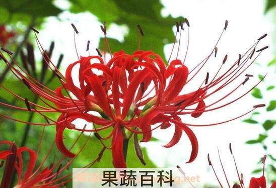 石蒜花有毒吗 