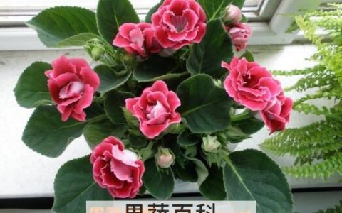 能净化室内空气的植物有哪些呢 能净化室内空气的植物有哪些图片