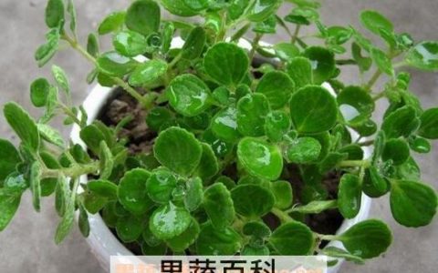 碰碰香的养殖方法和注意事项 碰碰香的养殖方法夏天