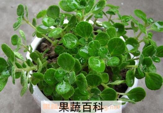 碰碰香怎么养