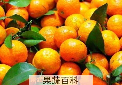 砂糖桔的功效与作用