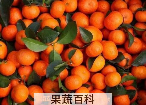 砂糖桔的功效与作用