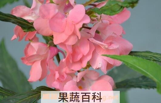 凤仙花的药用价值与功效