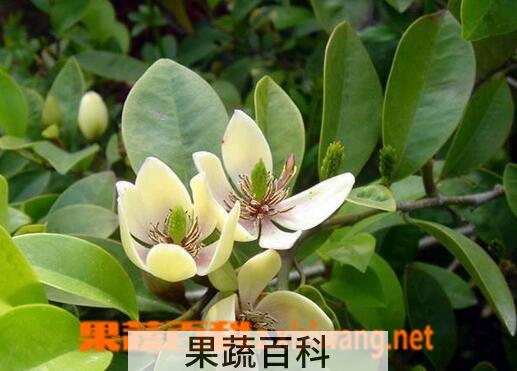 果蔬百科含笑花的养殖方法与注意事项