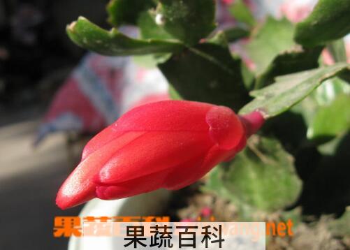 果蔬百科毛蟹爪兰烂根怎么办
