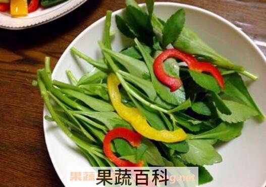 救心菜和养心菜的区别 救心菜的功效与作用