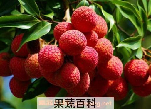 荔枝怎么保存 荔枝保鲜方法技巧