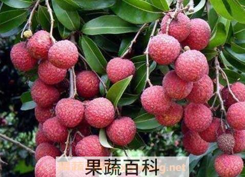 荔枝怎么保存 荔枝保鲜方法技巧