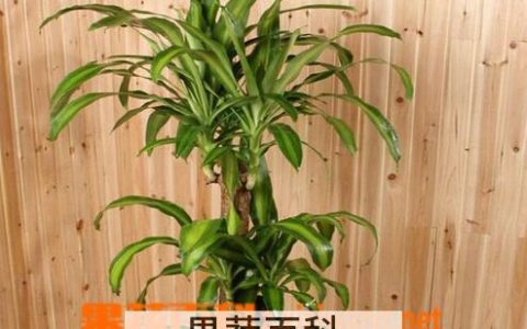 巴西木的养殖方法和注意事项养殖日记 巴西木的养殖教程