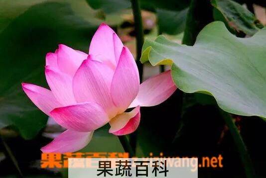 果蔬百科莲的功效与作用