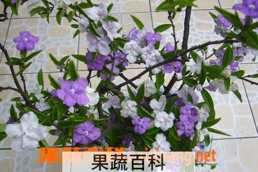 果蔬百科双色茉莉怎么养 养殖双色茉莉的注意事项
