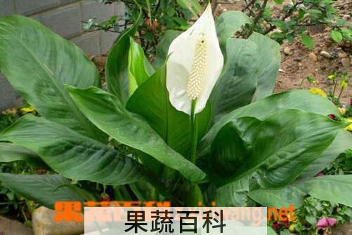 果蔬百科一帆风顺是什么花 一帆风顺怎么养