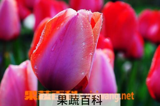 果蔬百科郁金香的药用价值与功效
