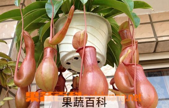 果蔬百科猪笼草的养殖方法与注意事项
