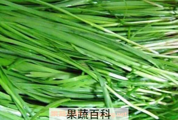 韭菜的功效与作用及禁忌
