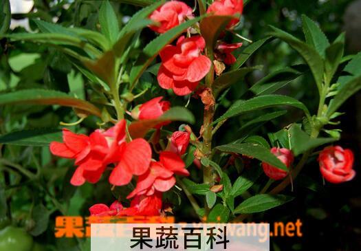 果蔬百科凤仙花有毒吗