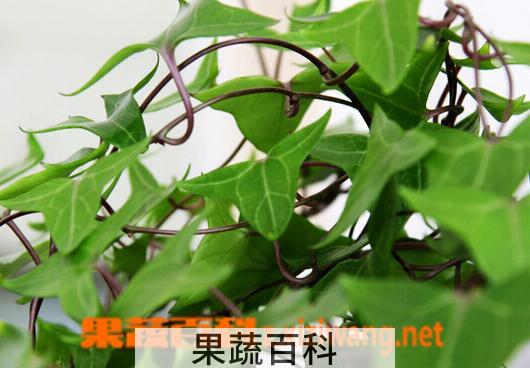 果蔬百科室内养什么花对孕妇